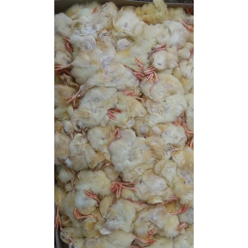 Poussins congelés 10Kg Poussins congelés 10Kg
