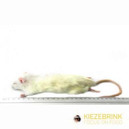 Rats de petite taille 90-150 g, carton de 10 kg