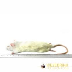 Rat de petite taille 90-150 g, à la pièce