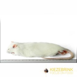 Rat moyen 150-250 g, à la pièce