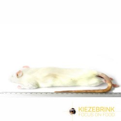 Rats grande taille, 250-350 g, carton de 10 kg