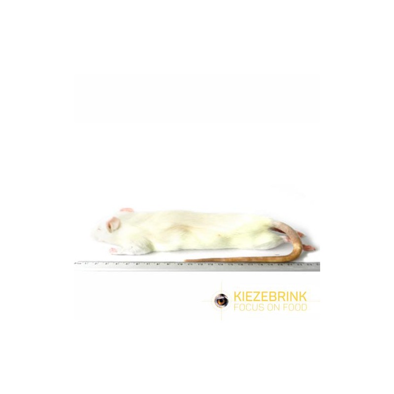 Rats grande taille, 250-350 g, carton de 10 kg