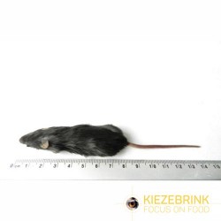 Souris standard 15-25 g sachet d'1 kg