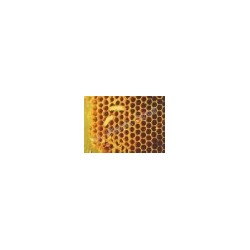 teignes de ruches 1L